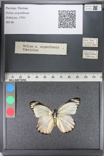 Media type: image;   Entomology 128319